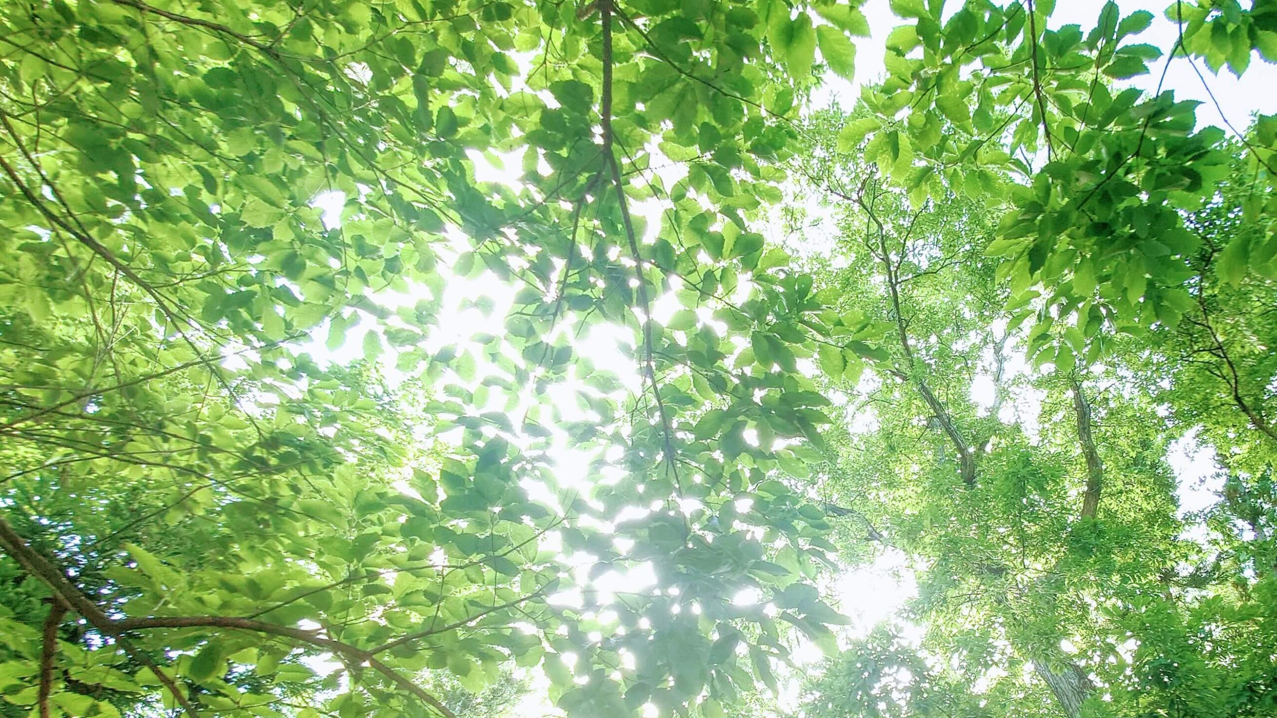 Forest Verdura